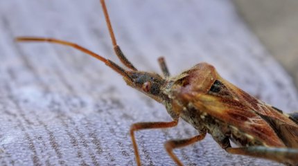 Двое детей в Актау умерли после травли клопов в соседской квартире