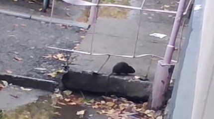 «Весь двор ими кишит»: крысы атаковали Усть-Каменогорск