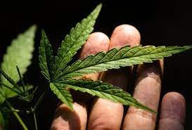 Павлодар облысында заңсыз айналымнан 400 келіден астам есірткі тәркіленді