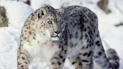 23 қазан – қар барысы күні: Ерекше аң туралы не білеміз