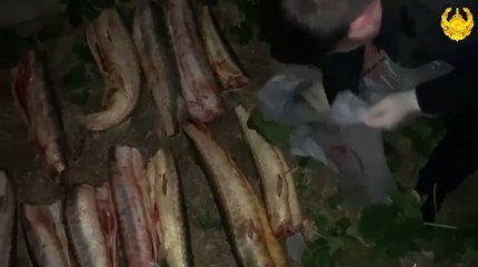Около 100 кг осетровой рыбы изъято атыраускими полицейскими