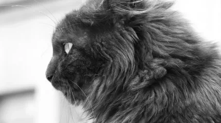 "Қара мысық". Өзбекстанда жантүршігерлік тренд пайда болған