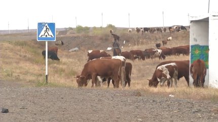Сибирская язва под Карагандой: скончался 75-летний мужчина