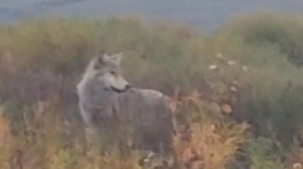 На атаку волков пожаловались сельчане Костанайской области