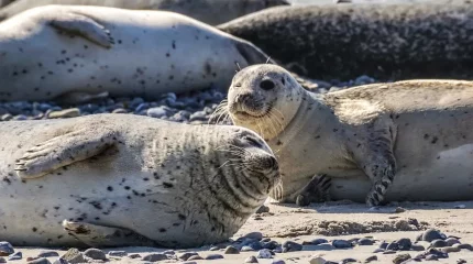 Каспий суының тартылуы мен итбалықтың қырылу себебін зерттейтін институт ашылады