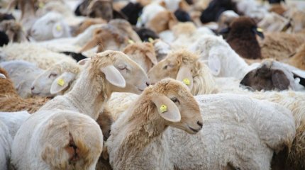 Елордалық блогер қалада қой сүйреп жүргені үшін қамауға алынды