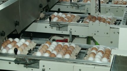 "Бір жылдың ішінде жұмыртқа бағасы 5-6 рет көтеріледі", - сарапшы