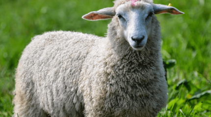 «Қоймен қыдырдым»: Астанада қала ішінде қой сүйреп жүрген блогер қамауға алынды