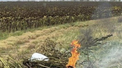 Плантацию конопли в полях с подсолнечником нашли под Семеем