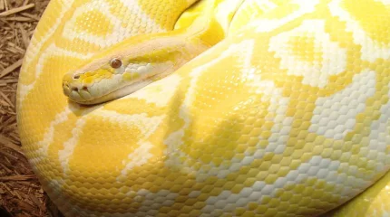 Оклахоманы 5 айдан бері алып питон кезіп жүр