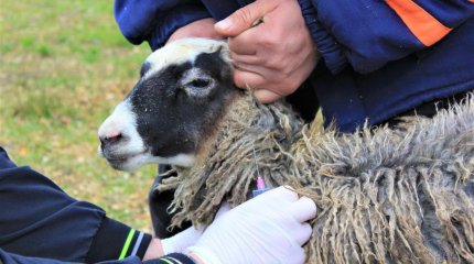На карантин закрывают пригородное село Актобе из-за оспы