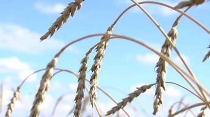 Костанайские аграрии не знают, куда девать тысячи тонн невостребованного низкокачественного зерна