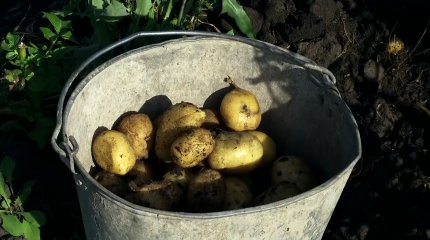 Предприниматель бесплатно раздаёт картофель с полей в Северном Казахстане