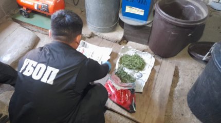 Коноплю выращивали двое соседей в Уральске