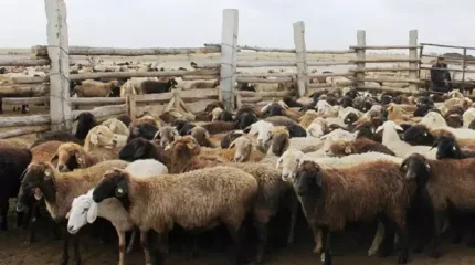 "Мал қырылып қалуы мүмкін". Ақтөбеде қойда қауіпті жұқпалы ауру тарады