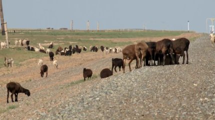 БҚО-да сібір жарасына қарсы егілген мал өліп жатыр