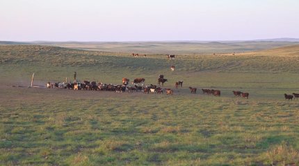 Павлодарлық шаруалар алданып қалды