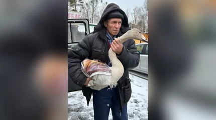 «Бурабай» ұлттық паркінің қызметкерлері «Қызыл кітапқа» енген аққуды құтқарды