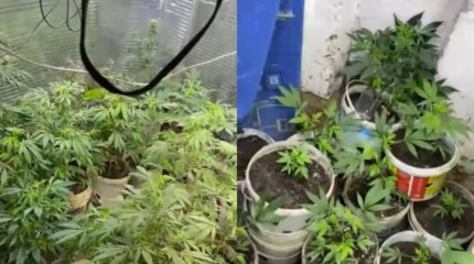 Коноплю в погребе выращивал житель Актюбинской области