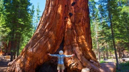 Испанцам запретили обнимать деревья