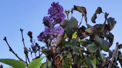 Глобальное потепление: сирень зацвела в Актау (ФОТО)