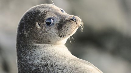 В Мангистау создадут резерват для тюленей