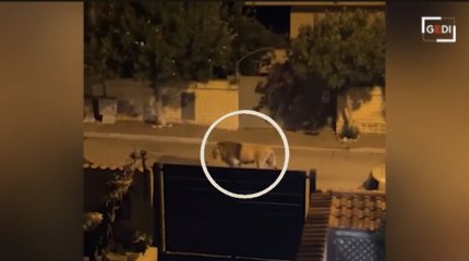 Лев сбежал из цирка и 6 часов держал в напряжении жителей итальянского городка (ВИДЕО)