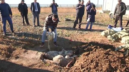 БҚО-да сібір жарасымен ауырған мал көмілген жер қоршалмаған