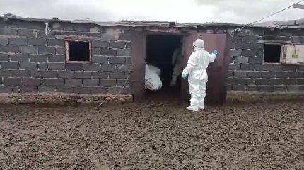 Сибирскую язву завезли в Астану