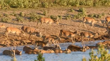 Батыс Қазақстанда киік етінің келісі 1200 теңгеден саудаланып жатыр