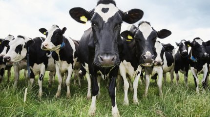 Почти миллиард тенге похитили в Актобе на племенных коровах