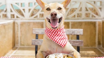 Ресторан для собак открыли в Италии