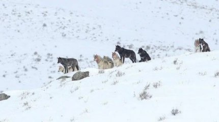 Возобновить отстрел волков просят сельчане ВКО