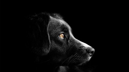 Бездомных собак разрешили убивать в России