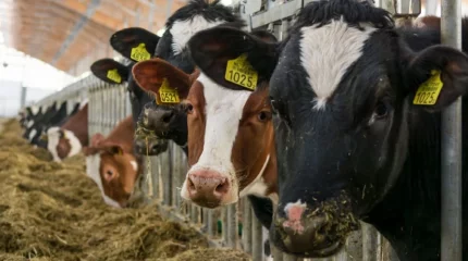 Ақтөбе облысында ірі қараға жұққан қауіпті дертке байланысты шектеу енгізілді