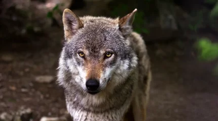 Шығыс Қазақстан облысында қасқырдың малға шабуы жиілеген