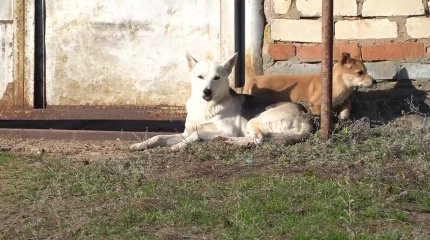 БҚО-да бұралқы иттер малға маза берер емес