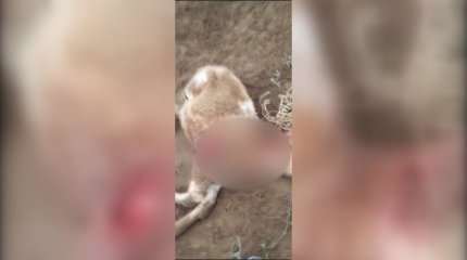 Бродячие собаки нападают на домашний скот в ЗКО