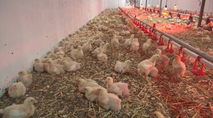 Қызылордада «бройлер» құстарды өсіру қолға алынды