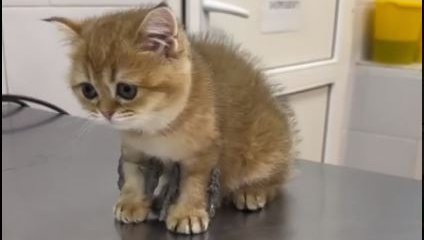 Теперь может ходить: врачи вылечили котенка от редкого недуга