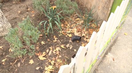 Шымкентте екі жасар баланы нағашысы терезеден лақтырып жіберген