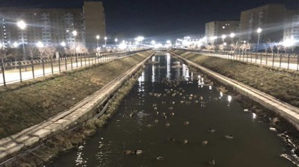 "Утки мёрзнут, отметьте акимат": астачане озаботились жильём для птиц