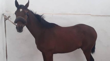 Двое сельчан похитили и пустили на мясо чистокровного англо-арабского скакуна в Карагандинской области