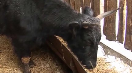 Қызылжар өңірінде бруцеллезге байланысты 4 елдімекенде шектеу шаралары енгізілді