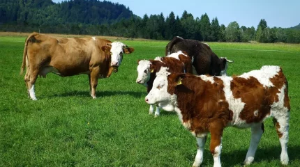 Ақтөбеде шаруашылықтағы сиырлардың қарасан ауруынан өлгені белгілі болды