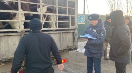 Актюбинец договорился с пастухом и крал коров прямо с пастбища