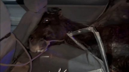 Восточноказахстанца заподозрили в скотокрадстве за лошадь в салоне легковушки