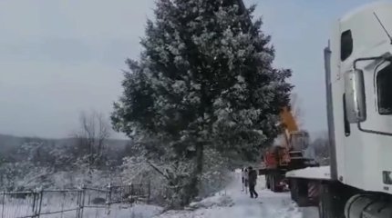 Чиновники спилили ёлку с участка женщины, чтобы украсить городскую площадь