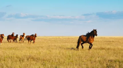 Ақтөбеде полицейлер қарияның құны 65 млн теңге болатын жоғалған малын тауып берді