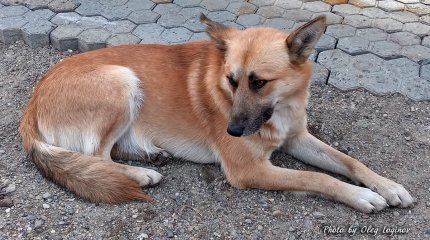 Гибрид лисы и собаки живет у семьи из Усть-Каменогорска